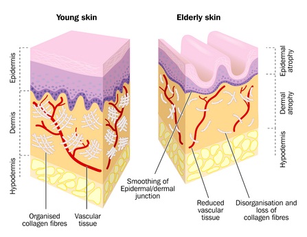 skin ageing diagram